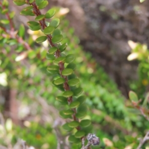 Epacris robusta at Mount Clear, ACT - 19 Nov 2022