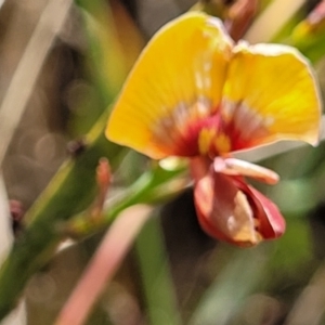 Bossiaea riparia at Cooma, NSW - 19 Nov 2022 11:00 AM