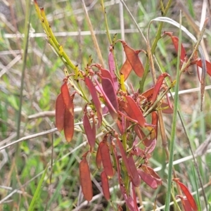 Bossiaea riparia at Cooma, NSW - 19 Nov 2022 11:00 AM