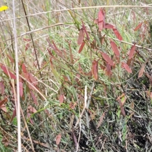 Bossiaea riparia at Cooma, NSW - 19 Nov 2022 11:00 AM