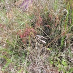 Bossiaea riparia at Cooma, NSW - 19 Nov 2022 11:00 AM