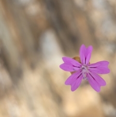 Petrorhagia nanteuilii (Proliferous Pink, Childling Pink) at Cooma, NSW - 18 Nov 2022 by trevorpreston