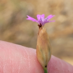 Petrorhagia nanteuilii at Cooma, NSW - 19 Nov 2022 10:57 AM