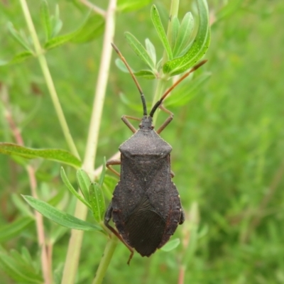 Amorbus (genus) (Eucalyptus Tip bug) at Jerrabomberra, ACT - 19 Nov 2022 by Christine