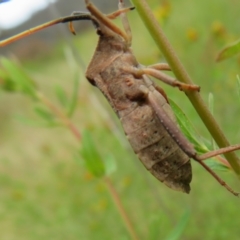 Amorbus sp. (genus) at Jerrabomberra, ACT - 19 Nov 2022