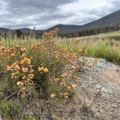 Mirbelia oxylobioides (Mountain Mirbelia) at Namadgi National Park - 19 Nov 2022 by JimL