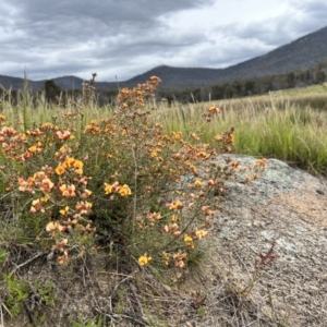 Mirbelia oxylobioides at Rendezvous Creek, ACT - 19 Nov 2022 02:37 PM