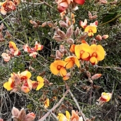 Mirbelia oxylobioides at Rendezvous Creek, ACT - 19 Nov 2022