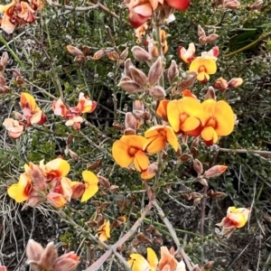 Mirbelia oxylobioides at Rendezvous Creek, ACT - 19 Nov 2022 02:37 PM