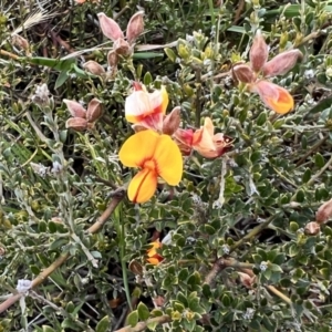 Mirbelia oxylobioides at Rendezvous Creek, ACT - 19 Nov 2022