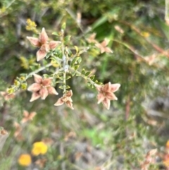 Mirbelia oxylobioides at Rendezvous Creek, ACT - 19 Nov 2022 02:37 PM