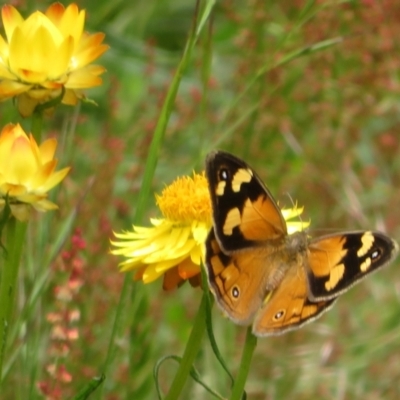 Heteronympha merope (Common Brown Butterfly) at Jerrabomberra, ACT - 19 Nov 2022 by Christine