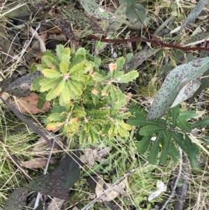 Banksia marginata at Mount Clear, ACT - 4 Oct 2022