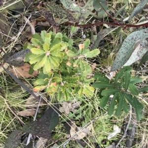 Banksia marginata at Mount Clear, ACT - 4 Oct 2022