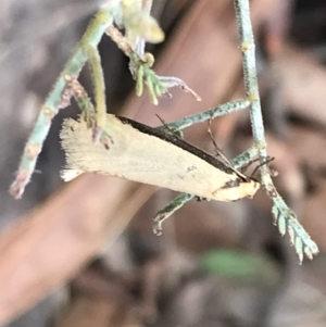 Philobota mathematica group undescribed species. at Mount Clear, ACT - 4 Oct 2022