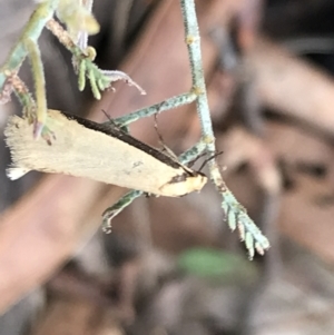 Philobota mathematica group undescribed species. at Mount Clear, ACT - 4 Oct 2022