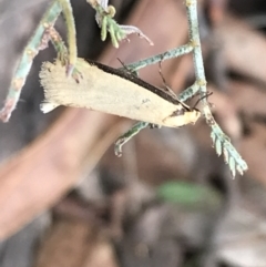 Philobota mathematica group undescribed species. at Mount Clear, ACT - 4 Oct 2022