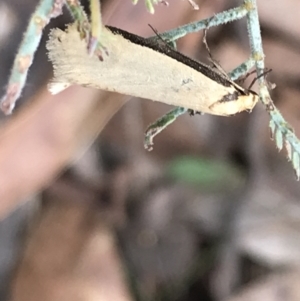 Philobota mathematica group undescribed species. at Mount Clear, ACT - 4 Oct 2022