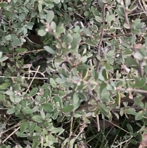 Leptospermum myrtifolium at Mount Clear, ACT - 4 Oct 2022 02:49 PM