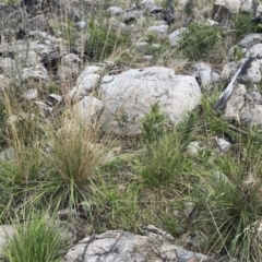 Poa helmsii (Broad-leaved Snow Grass) at Namadgi National Park - 4 Oct 2022 by Tapirlord