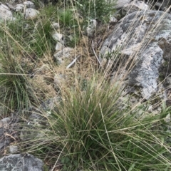 Poa helmsii at Mount Clear, ACT - 4 Oct 2022