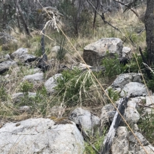 Poa helmsii at Mount Clear, ACT - 4 Oct 2022