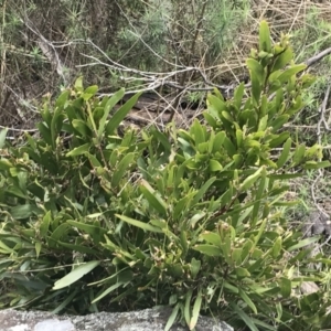 Acacia melanoxylon at Mount Clear, ACT - 4 Oct 2022