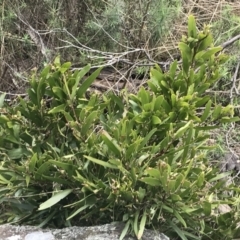 Acacia melanoxylon (Blackwood) at Mount Clear, ACT - 4 Oct 2022 by Tapirlord