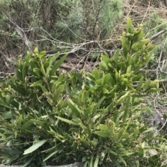 Acacia melanoxylon at Mount Clear, ACT - 4 Oct 2022