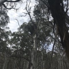Eucalyptus dalrympleana subsp. dalrympleana (Mountain Gum) at Namadgi National Park - 4 Oct 2022 by Tapirlord