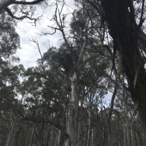 Eucalyptus dalrympleana subsp. dalrympleana at Namadgi National Park - 4 Oct 2022