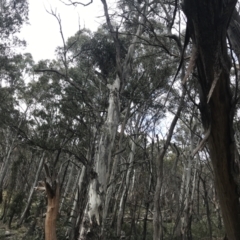 Eucalyptus dalrympleana subsp. dalrympleana at Namadgi National Park - 4 Oct 2022