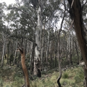 Eucalyptus dalrympleana subsp. dalrympleana at Namadgi National Park - 4 Oct 2022