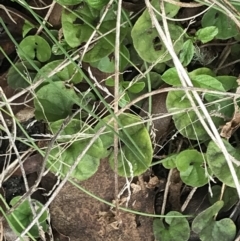 Dichondra repens at Mount Clear, ACT - 4 Oct 2022