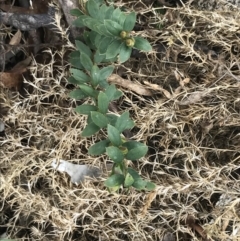 Pimelea curviflora var. gracilis at Mount Clear, ACT - 4 Oct 2022 02:28 PM