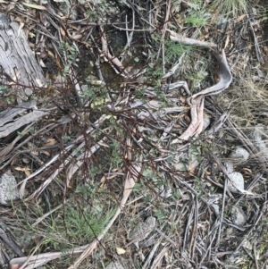 Indigofera australis subsp. australis at Mount Clear, ACT - 4 Oct 2022