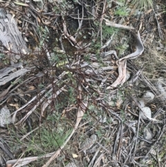 Indigofera australis subsp. australis (Australian Indigo) at Mount Clear, ACT - 4 Oct 2022 by Tapirlord