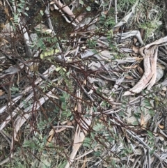 Indigofera australis subsp. australis at Mount Clear, ACT - 4 Oct 2022