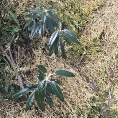 Olearia megalophylla (Large-leaf Daisy-bush) at Bumbalong, NSW - 4 Oct 2022 by Tapirlord