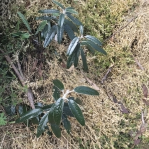 Olearia megalophylla at Bumbalong, NSW - 4 Oct 2022