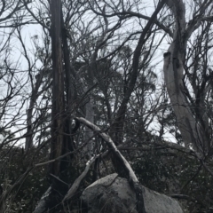 Eucalyptus pauciflora subsp. pauciflora at Bumbalong, NSW - 4 Oct 2022 01:44 PM