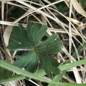 Geranium potentilloides var. abditum at Bumbalong, NSW - 4 Oct 2022