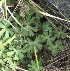 Geranium solanderi var. solanderi at Bumbalong, NSW - 4 Oct 2022 01:35 PM