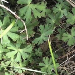 Geranium solanderi var. solanderi at Bumbalong, NSW - 4 Oct 2022 01:35 PM