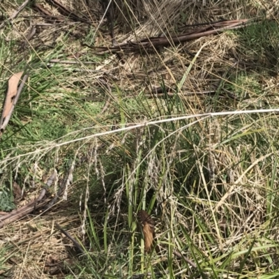 Poa helmsii (Broad-leaved Snow Grass) at Mount Clear, ACT - 4 Oct 2022 by Tapirlord