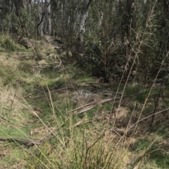 Poa helmsii at Mount Clear, ACT - 4 Oct 2022 11:57 AM