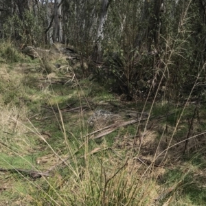 Poa helmsii at Mount Clear, ACT - 4 Oct 2022