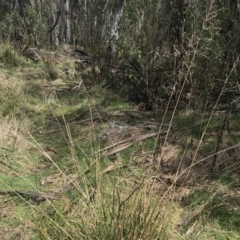 Poa helmsii at Mount Clear, ACT - 4 Oct 2022