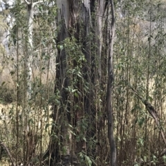 Gynatrix pulchella (Hemp Bush) at Mount Clear, ACT - 4 Oct 2022 by Tapirlord