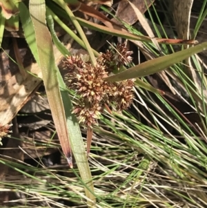 Luzula ovata at Mount Clear, ACT - 4 Oct 2022 11:52 AM